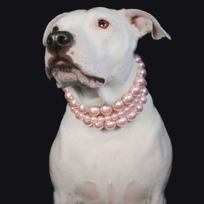 मोती Dog Collar