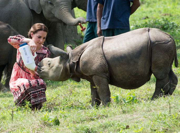 ऊपर close with a baby rhino 