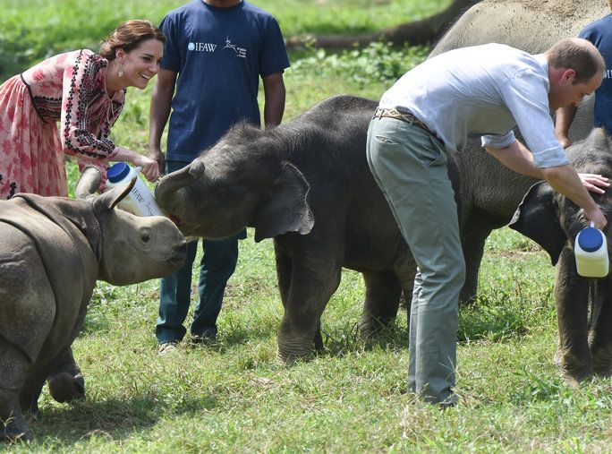 खिला baby rhinos and elephants 