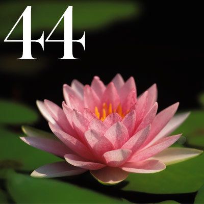 वियतनाम: Lush Lotus Treatment