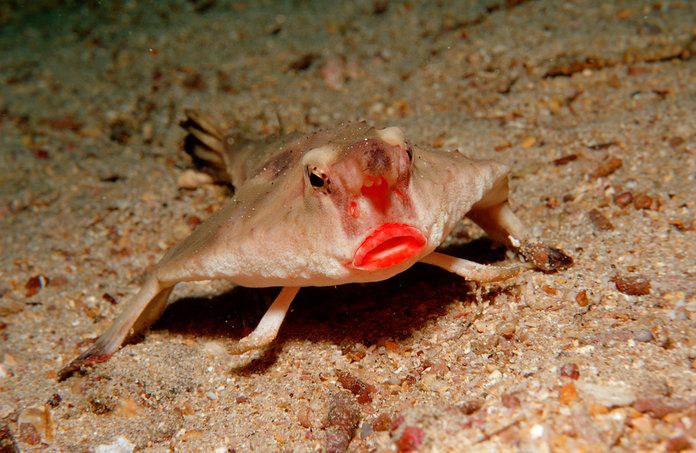  Red-Lipped Batfish 