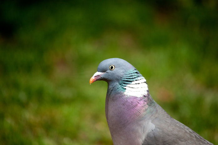  Pink-Necked Green Pigeon 
