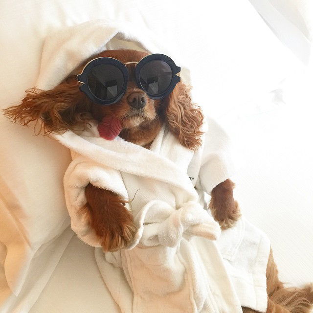 कुत्ते की of Instagram - Embed - 1