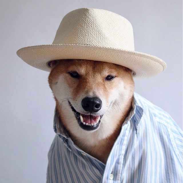 कुत्ते की of Instagram - Embed - 8