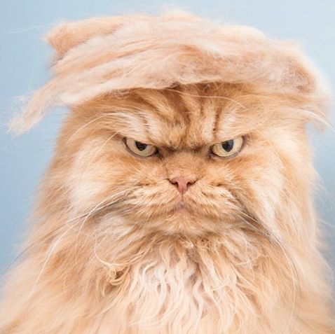 @meetgarfi on @trumpyourcat