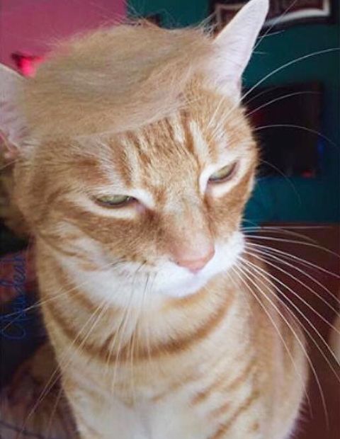 @claudeah on @trumpyourcat