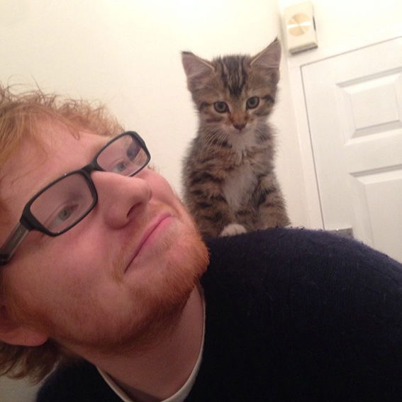 ईडी Sheeran cat