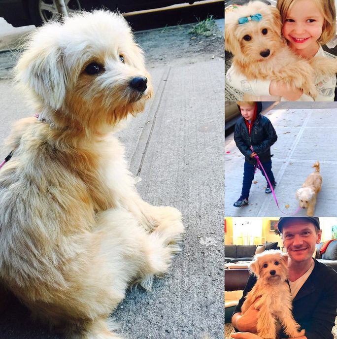  Burtka-Harris Clan Adopts a Puppy 